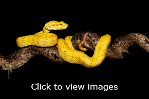 Click to start slideshow