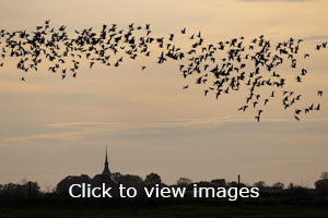 Click to start slideshow