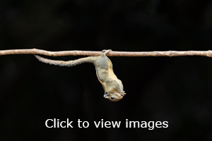 Click to start slideshow