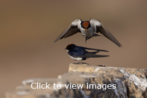 Click to start slideshow